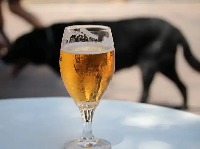 dog friendly pub caseyville il